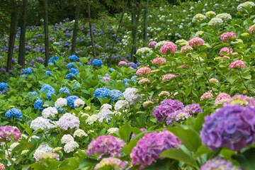 カラフルなあじさいが満開の梅雨の始まり