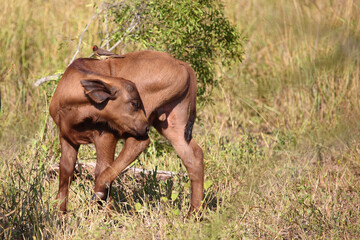 Kaffernbüffel und Rotschnabel-Madenhacker / African buffalo and Red-billed oxpecker / Syncerus...