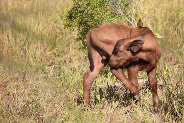 Kaffernbüffel und Rotschnabel-Madenhacker / African buffalo and Red-billed oxpecker / Syncerus...