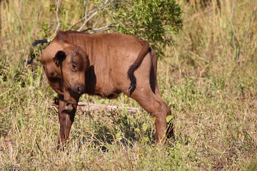 Kaffernbüffel und Rotschnabel-Madenhacker / African buffalo and Red-billed oxpecker / Syncerus...