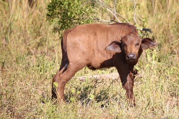 Kaffernbüffel und Rotschnabel-Madenhacker / African buffalo and Red-billed oxpecker / Syncerus...