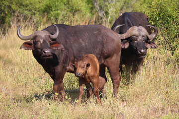 Kaffernbüffel und Rotschnabel-Madenhacker / African buffalo and Red-billed oxpecker / Syncerus...