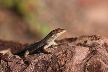 Afrikanischer Streifenskink oder Gestreifte Mabuye / African striped skink / Trachylepis striata uel Mabuya striata