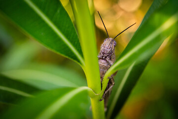 A cricket in a laurel plant in Provence in summer