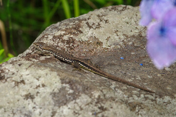 ガクアジサイとトカゲ