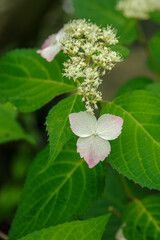 淡い色のガクアジサイ