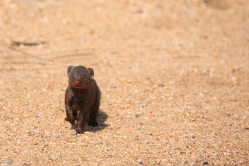 Südliche Zwergmanguste / Dwarf mongoose / Helogale parvula