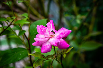 A coleopter on a pale pink rose hip flower