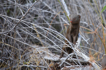 Südliche Zwergmanguste / Dwarf mongoose / Helogale parvula