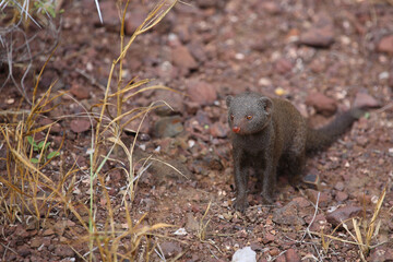 Südliche Zwergmanguste / Dwarf mongoose / Helogale parvula