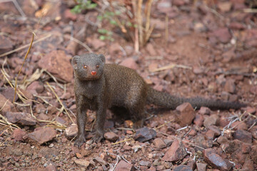 Südliche Zwergmanguste / Dwarf mongoose / Helogale parvula