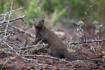 Südliche Zwergmanguste / Dwarf mongoose / Helogale parvula