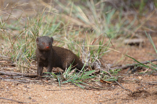 S&uuml;dliche Zwergmanguste / Dwarf mongoose / Helogale parvula