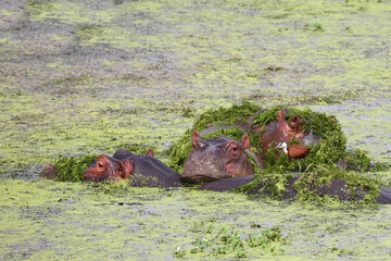 Flußpferd und Blaustirn-Blatthühnchen / Hippopotamus and African jacana/ Hippopotamus amphibius...