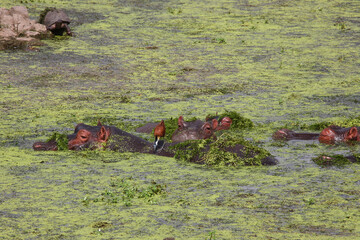 Flußpferd und Blaustirn-Blatthühnchen / Hippopotamus and African jacana/ Hippopotamus amphibius...