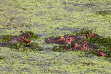 Flußpferd / Hippopotamus / Hippopotamus amphibius...