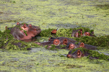 Flußpferd / Hippopotamus / Hippopotamus amphibius