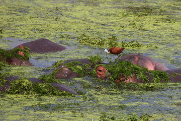 Flußpferd und Blaustirn-Blatthühnchen / Hippopotamus and African jacana/ Hippopotamus amphibius...