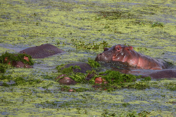 Flußpferd / Hippopotamus / Hippopotamus amphibius