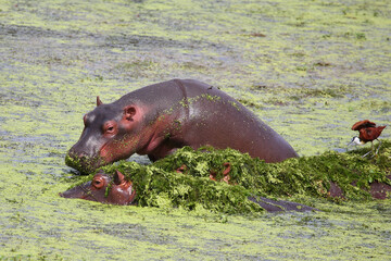 Flußpferd und Blaustirn-Blatthühnchen / Hippopotamus and African jacana/ Hippopotamus amphibius...