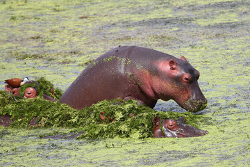 Flußpferd und Blaustirn-Blatthühnchen / Hippopotamus and African jacana/ Hippopotamus amphibius...