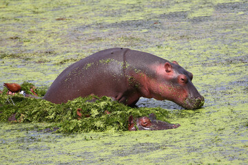 Flußpferd und Blaustirn-Blatthühnchen / Hippopotamus and African jacana/ Hippopotamus amphibius...