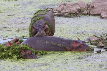 Flußpferd / Hippopotamus / Hippopotamus amphibius