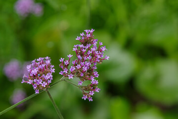 ヤナギハナガサの花