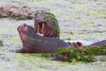 Flußpferd und Blaustirn-Blatthühnchen / Hippopotamus and African jacana/ Hippopotamus amphibius...