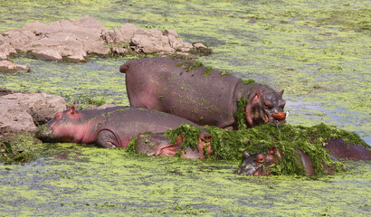 Flußpferd und Blaustirn-Blatthühnchen / Hippopotamus and African jacana/ Hippopotamus amphibius et Actophilornis africanus