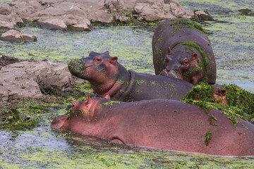 Flußpferd / Hippopotamus / Hippopotamus amphibius