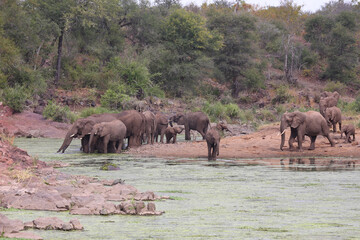 Fototapeta na wymiar Afrikanischer Elefant am Sweni River / African elephant at Sweni River / Loxodonta africana.