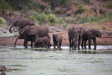 Fototapeta premium Afrikanischer Elefant im Sweni River / African elephant in Sweni River / Loxodonta africana.