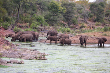 Afrikanischer Elefant im Sweni River / African elephant in Sweni River / Loxodonta africana.