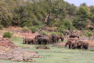 Afrikanischer Elefant und Flußpferd im Sweni River / African elephant and Hippopotamus in Sweni River / Loxodonta africana et Hippopotamus amphibius.