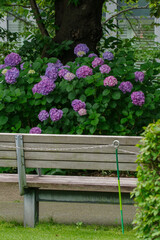公園のベンチとあじさい