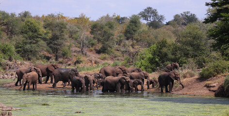 Naklejka na ściany i meble Afrikanischer Elefant im Sweni River / African elephant in Sweni River / Loxodonta africana.