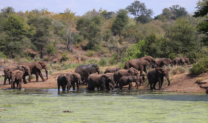Fototapeta na wymiar Afrikanischer Elefant und Flußpferd im Sweni River / African elephant and Hippopotamus in Sweni River / Loxodonta africana et Hippopotamus amphibius.