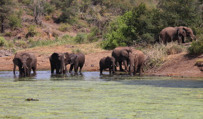 Naklejka na ściany i meble Afrikanischer Elefant und Flußpferd im Sweni River / African elephant and Hippopotamus in Sweni River / Loxodonta africana et Hippopotamus amphibius.