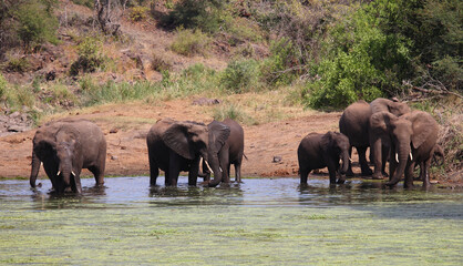 Fototapeta na wymiar Afrikanischer Elefant im Sweni River / African elephant in Sweni River / Loxodonta africana.