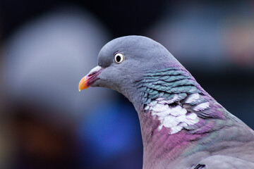 close up of a pigeon