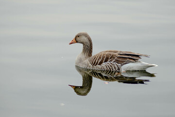 goose on the water