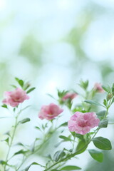 Small pink flowers and green leaves on a bush