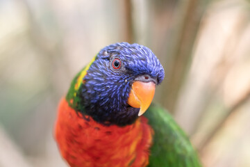 Close-up of one curious rainbow lorikeet looking straight into the camera