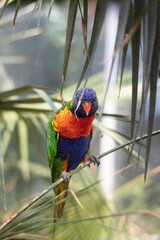 One curious rainbow lorikeet sits on a small branch of a plant