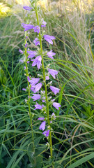 Beautiful wild flowers, Rapunzel bell