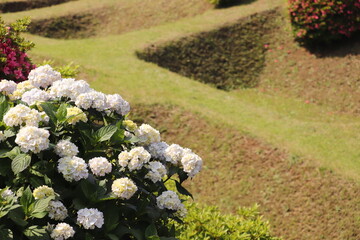 アジサイと障子堀