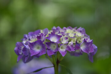 Fototapeta premium 紫陽花