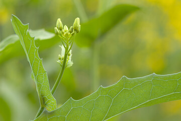 Green plant in the sunshine.