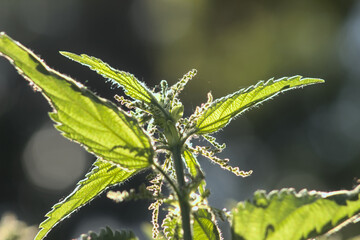 Nettle leaves in the sunshine.